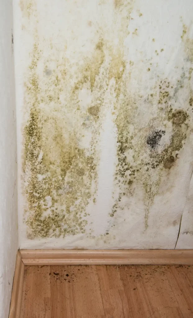 Professional Attic Mold Removal Services In Virginia Beach